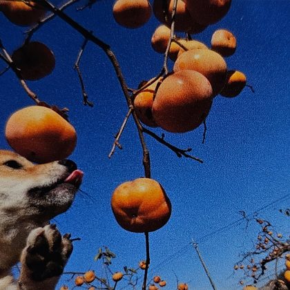 佐助カフェで出展した「「三つ豆が行く」 豆しば犬写真展」の展示イメージ